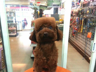 Illustration for article titled People, Don't Turn Your Dog into Real-Life MinecraftÂ